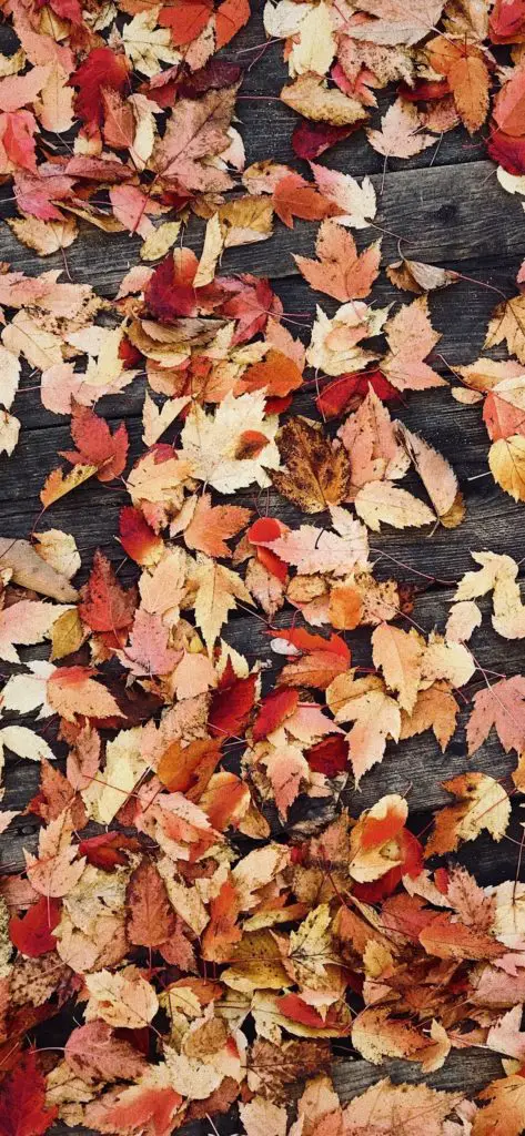 fall wallpaper for iphone