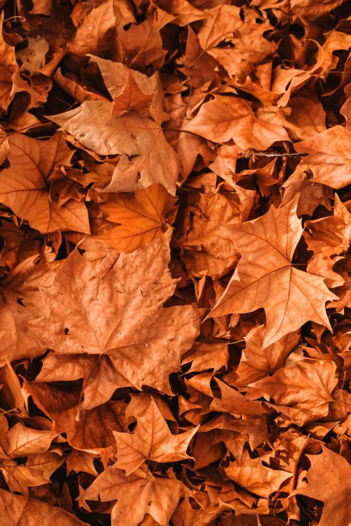 30 Free Fall Wallpapers For Iphone Honestlybecca - Fall Leaf Iphone Wallpaper