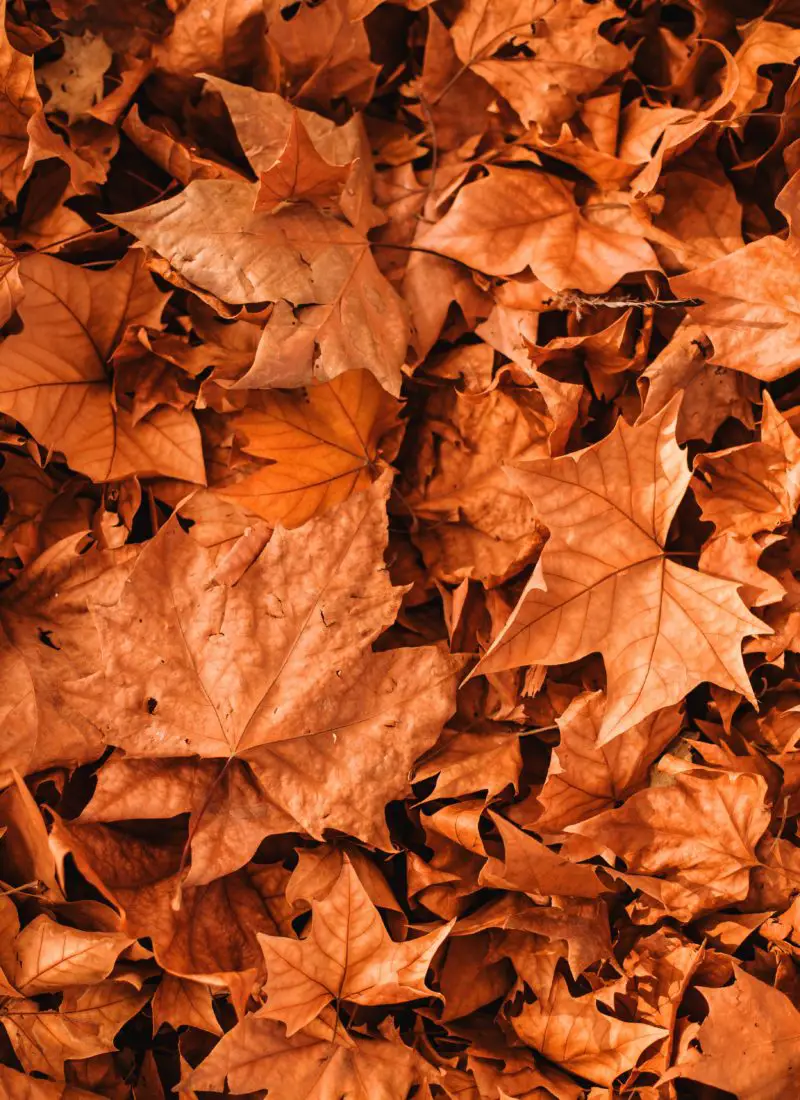30 Free Fall Wallpapers For iPhone.