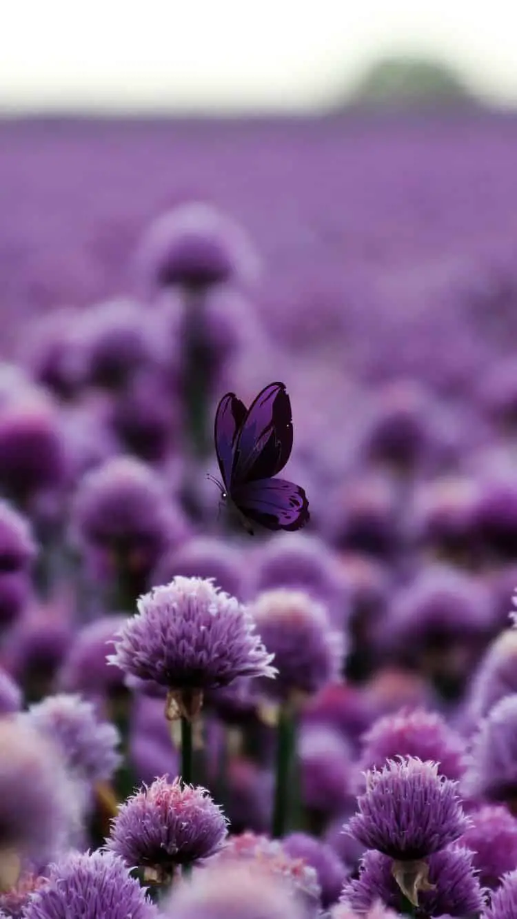 butterfly purple wallpapers
